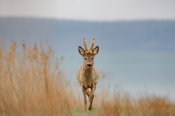 Roe deer, capreolus capreolus, single male on grass