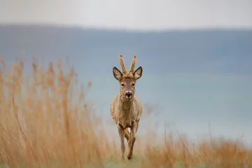 Fotobehang Roe deer, capreolus capreolus, single male on grass © Michael Krüger