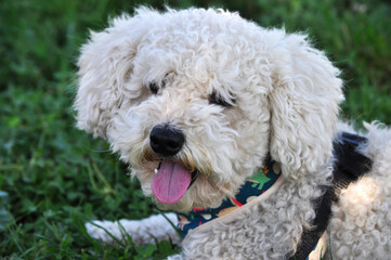 Happy poodle dog enjoying on the grass