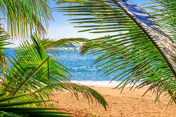Fototapeta premium View of the coast of the South China Sea through palm trees