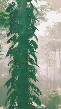 Morning mist rises up from rain forest floor with sun rays at Malaysia