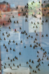 Flock of Mayflies on screening