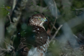 hawk portrait