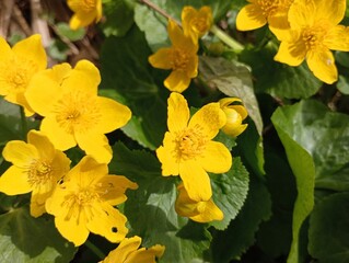 Macro shot of the yellow bushy poisonous flowers of Caltha palustris. Textures and backgrounds from...