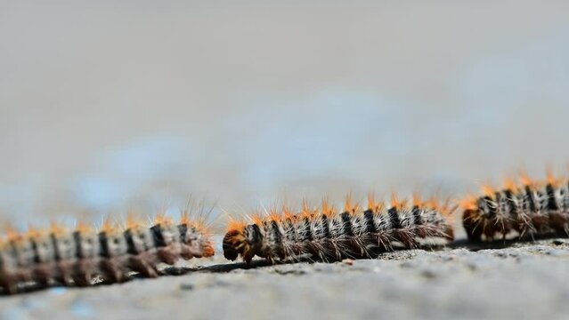 Caterpillars highly allergenic to humans and pets. Pine processionary. Row of pine processionary caterpillar on the ground. Caterpillars in spring. 