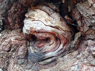 Growth on a tree in the form of a large wooden eye. Natural unexpected shapes and textures. A large...