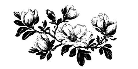 Magnolia Floral Vector Outline: Vintage design featuring hand-drawn sketches in black and white. Perfect for spring-themed decorations, wedding invites, and botanical illustrations