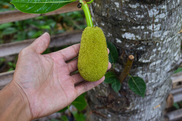 photo holding a small jackfruit
