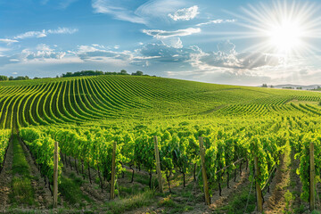 Fototapeta na wymiar A lush green vineyard with rows of vines