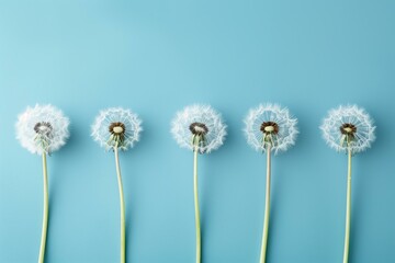 dandelions in a row on a pastel blue background