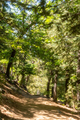 Fototapeta premium A path in the woods with dreamy green trees and light filtering