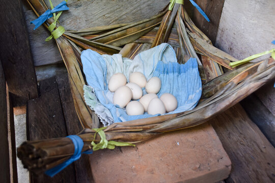 free range chicken eggs. photo of the place where the chicken lays its eggs