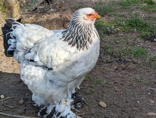 chicken