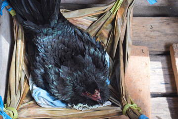 photo of a brooding chicken