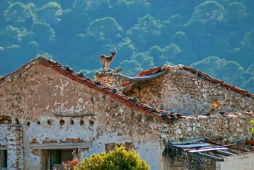 Cabra hispánica sobre las ruinas de un cortijo, en el parque natural de Cazorla, Segura y Las...