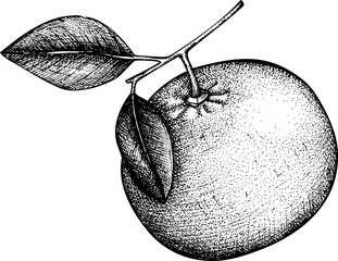 Hand-drawn grapefruit illustration. Citrus fruit vector sketch. Exotic plant botanical drawing - 772523842