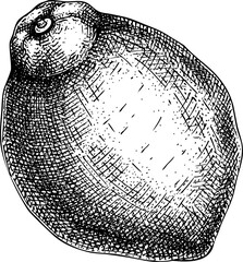 Hand-drawn lemon illustration. Citrus fruit vector sketch. Exotic plant botanical drawing - 772523879