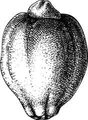 Hand-drawn lemon illustration. Citrus fruit vector sketch. Exotic plant botanical drawing - 772523881