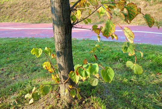 Branch basal shoots - the twigs grow out of the tree trunk photo taken in early fall