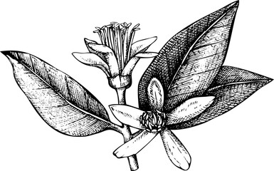 Hand-drawn lime flower illustration. Citrus fruit vector sketch. Exotic plant botanical drawing - 772524012