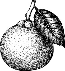 Hand-drawn tangerine illustration. Citrus fruit vector sketch. Exotic plant botanical drawing - 772524051