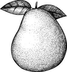 Hand-drawn pomelo illustration. Citrus fruit vector sketch. Exotic plant botanical drawing - 772524056