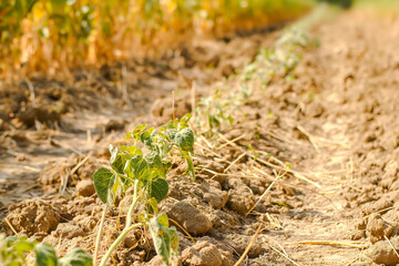 Dryness destroying the cultivated plants. The plants are dried up in the rows on the dry, crusty soil in hot summer.