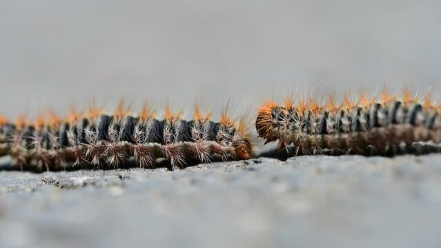 Caterpillars highly allergenic to humans and pets. Pine processionary. Row of pine processionary caterpillar on the ground. Caterpillars in spring. 