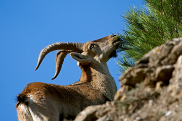 Macho de cabra hispánica pirenaica en la cima, en el parque natural de Cazorla, Segura y Las Villas.