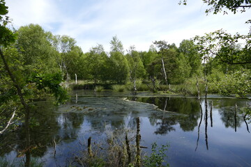Großes und Weißes Moor zwischen Oldendorf und Elm