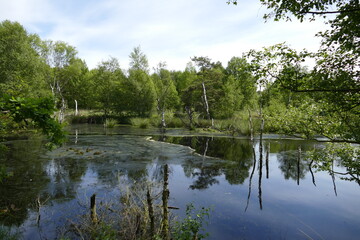 Großes und Weißes Moor zwischen Oldendorf und Elm