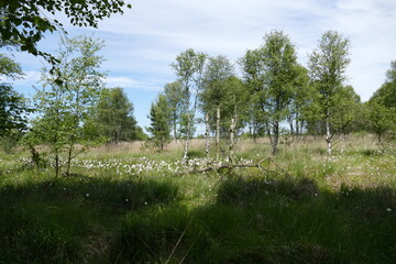 Großes und Weißes Moor zwischen Oldendorf und Elm
