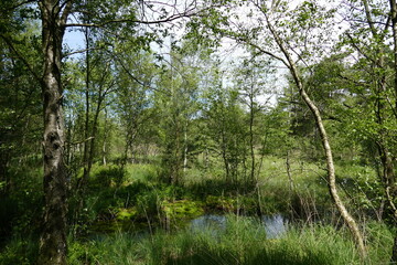 Großes und Weißes Moor zwischen Oldendorf und Elm