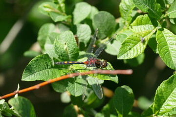 Libelle - Großes und Weißes Moor zwischen Oldendorf und Elm