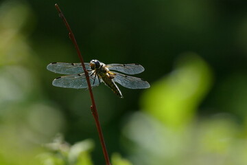 Libelle - Großes und Weißes Moor zwischen Oldendorf und Elm