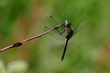 Libelle - Großes und Weißes Moor zwischen Oldendorf und Elm