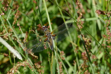 Libelle - Großes und Weißes Moor zwischen Oldendorf und Elm