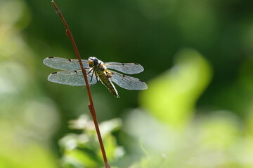 Libelle - Großes und Weißes Moor zwischen Oldendorf und Elm