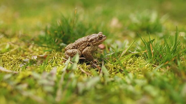 Brown frog in green grass. Frog close-up. The pulsating voice sac of the frog. Frog spawn.