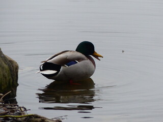 Canard colvert dans un étang