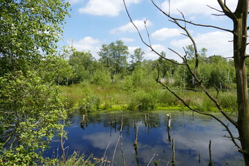 Großes und Weißes Moor zwischen Oldendorf und Elm