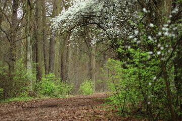 Wiosenny park z kwitnącymi na biało krzewami i soczystą świeżą zielenią drzew
