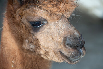 Portrait of the head of a brown alpaca. The large eye and the face are clearly visible. The mouth...