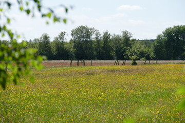 Großes und Weißes Moor zwischen Oldendorf und Elm