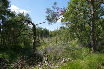 Großes und Weißes Moor zwischen Oldendorf und Elm