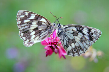 two butterflies on a flower, Wallpaper macro, butterfly, flowers, insects, background