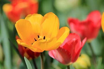 Yellow tulips in close-up on a blurred background