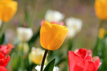 Yellow tulips in close-up on a blurred background