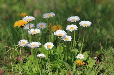 White daisies in a flower bed in spring on a blurred background