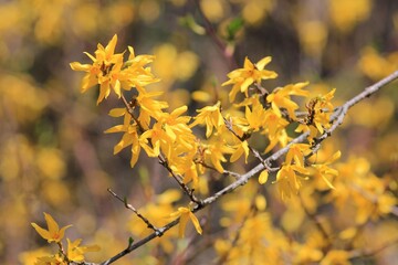 Yellow forsythia flowers on a blurred background